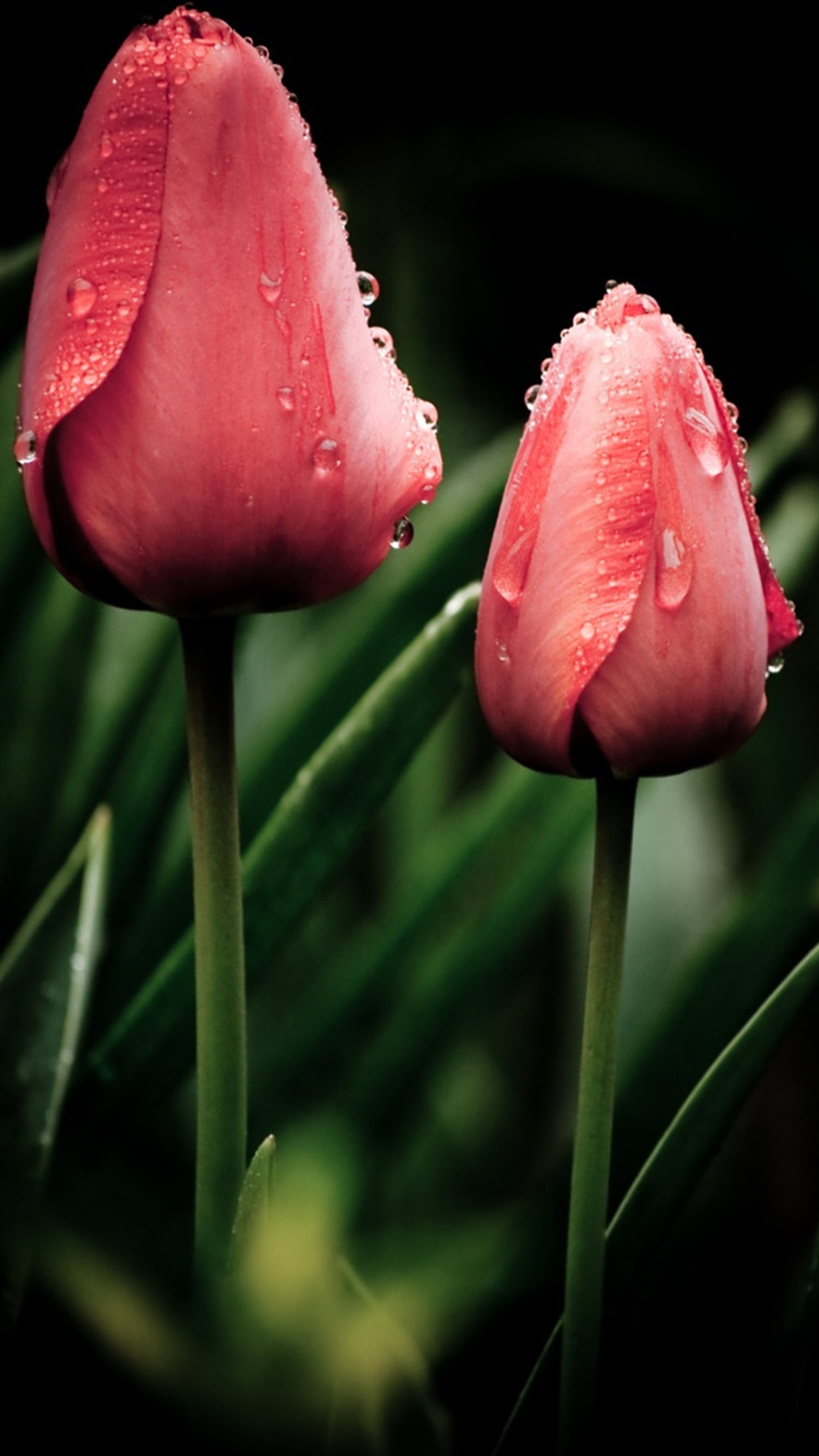 Hay dos flores rosas con gotas de agua en ellas (púrpura, tulipanes)