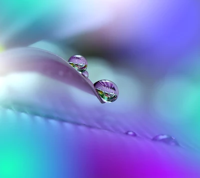 Colorful Raindrops on a Delicate Petal