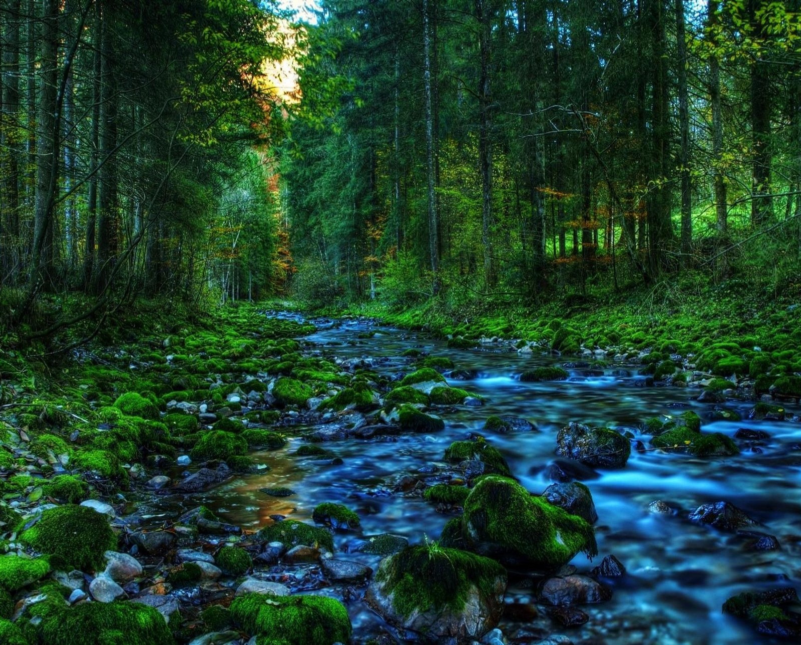 Un gros plan d'un ruisseau traversant une forêt remplie de mousse verte (forêt, hd, jungle, lac, pinheiro)