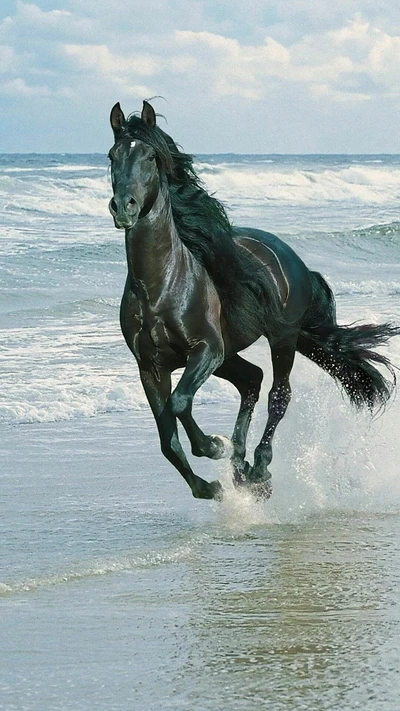 Um cavalo preto galopa ao longo da costa, espirrando através das ondas sob um céu nublado.