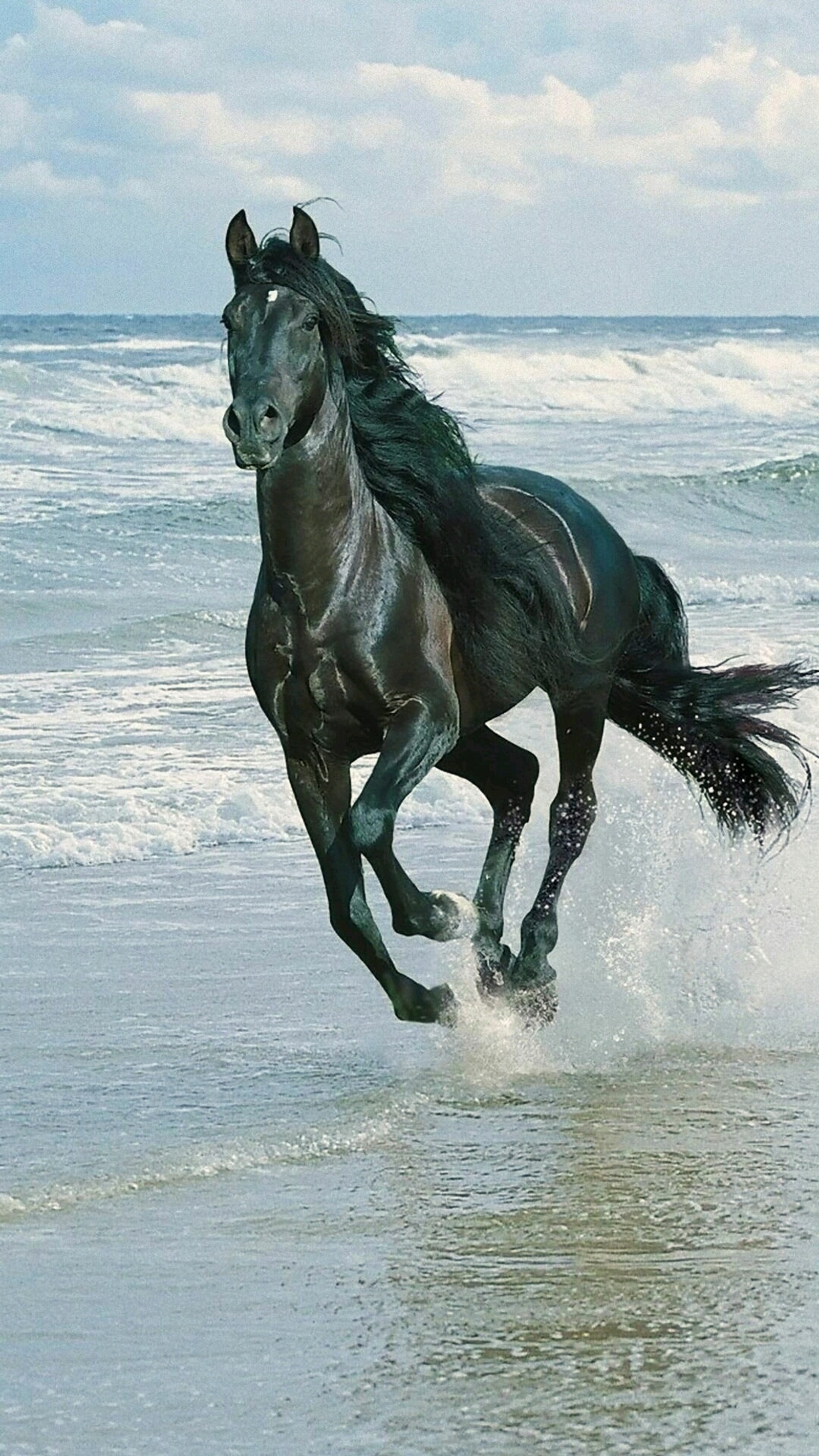 Il y a un cheval noir courant sur la plage dans l'eau (chevaux)