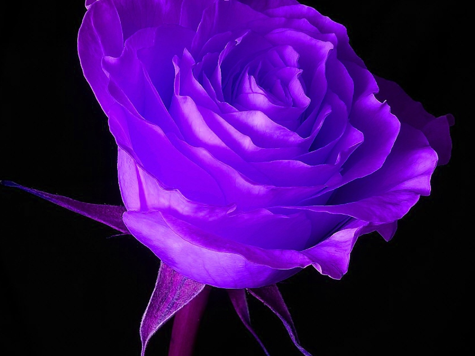 Une rose violette dans un vase avec un fond noir (fleur, nature, violet, rose)