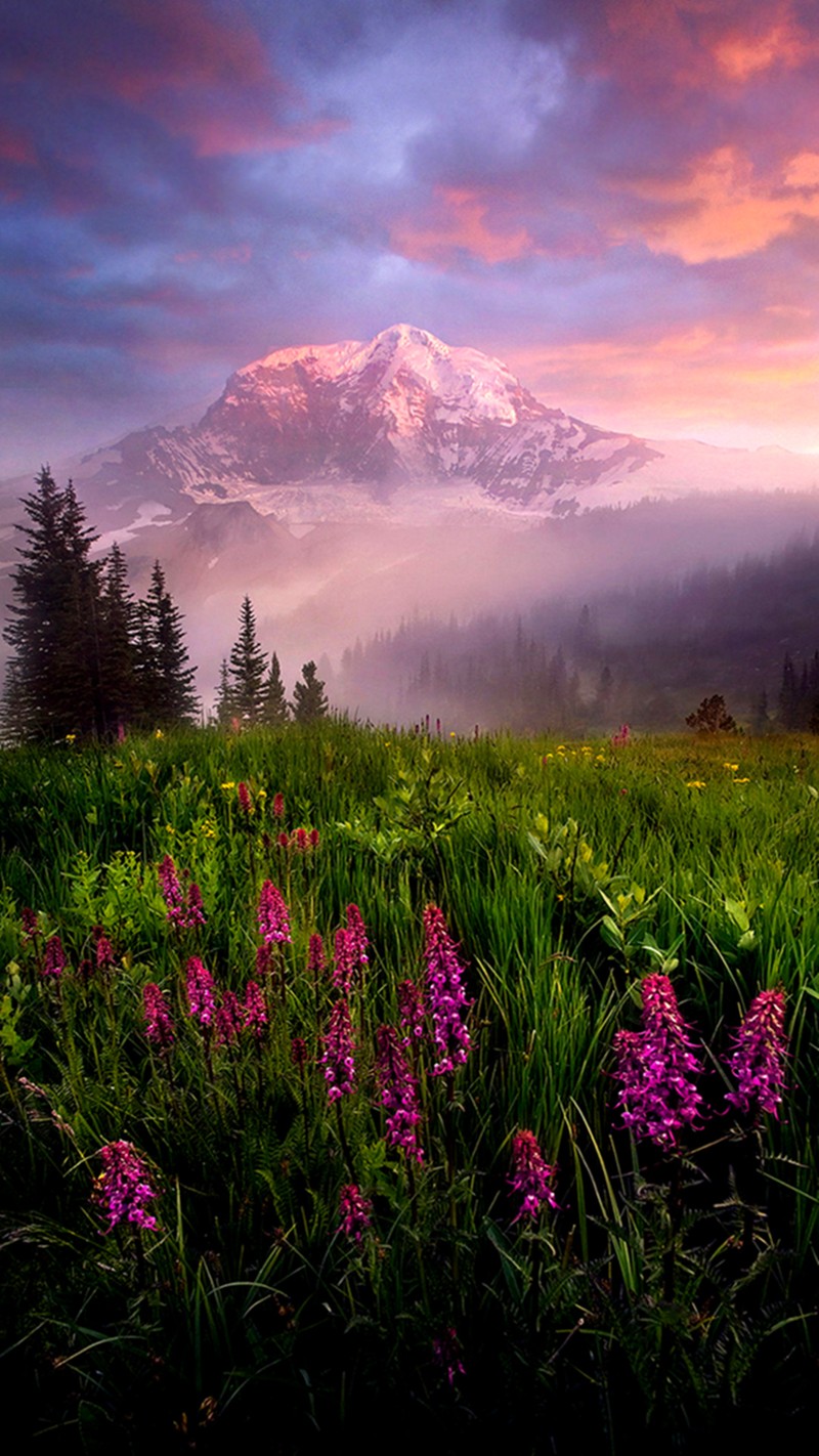 Mountains in the distance with a field of flowers in the foreground (landscape, winter)