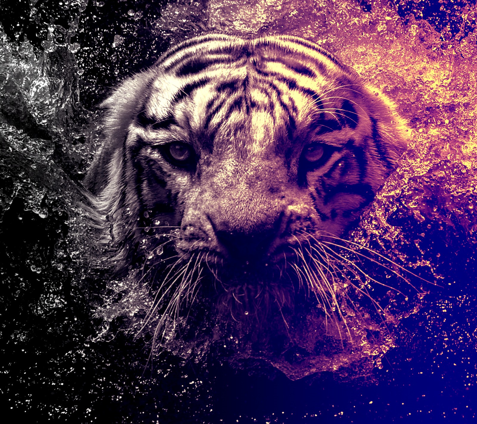 Descargar fondo de pantalla tigre, agua