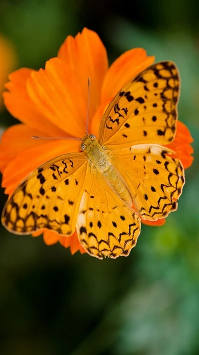 borboleta, laranja