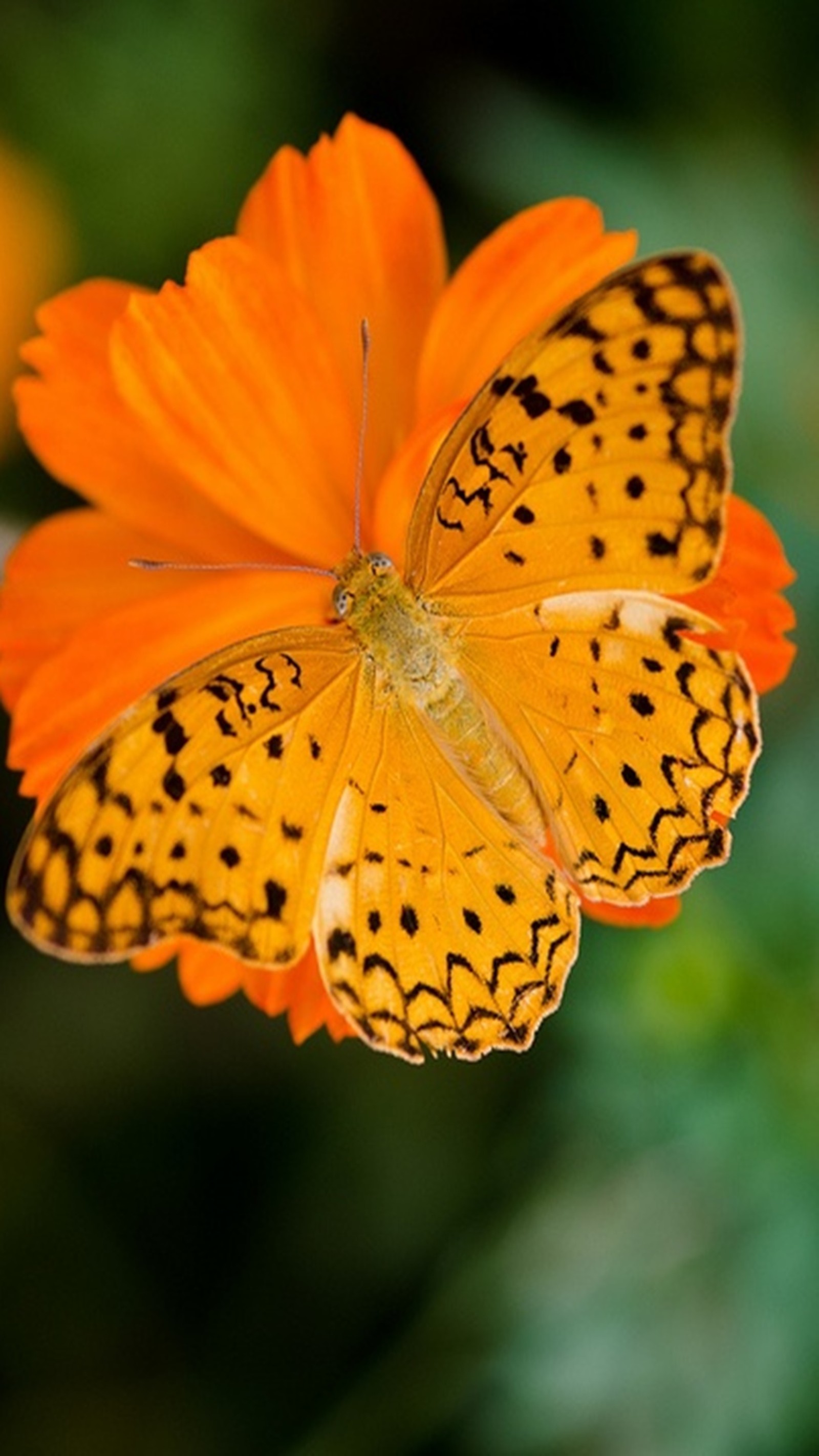 Descargar fondo de pantalla mariposa, naranja