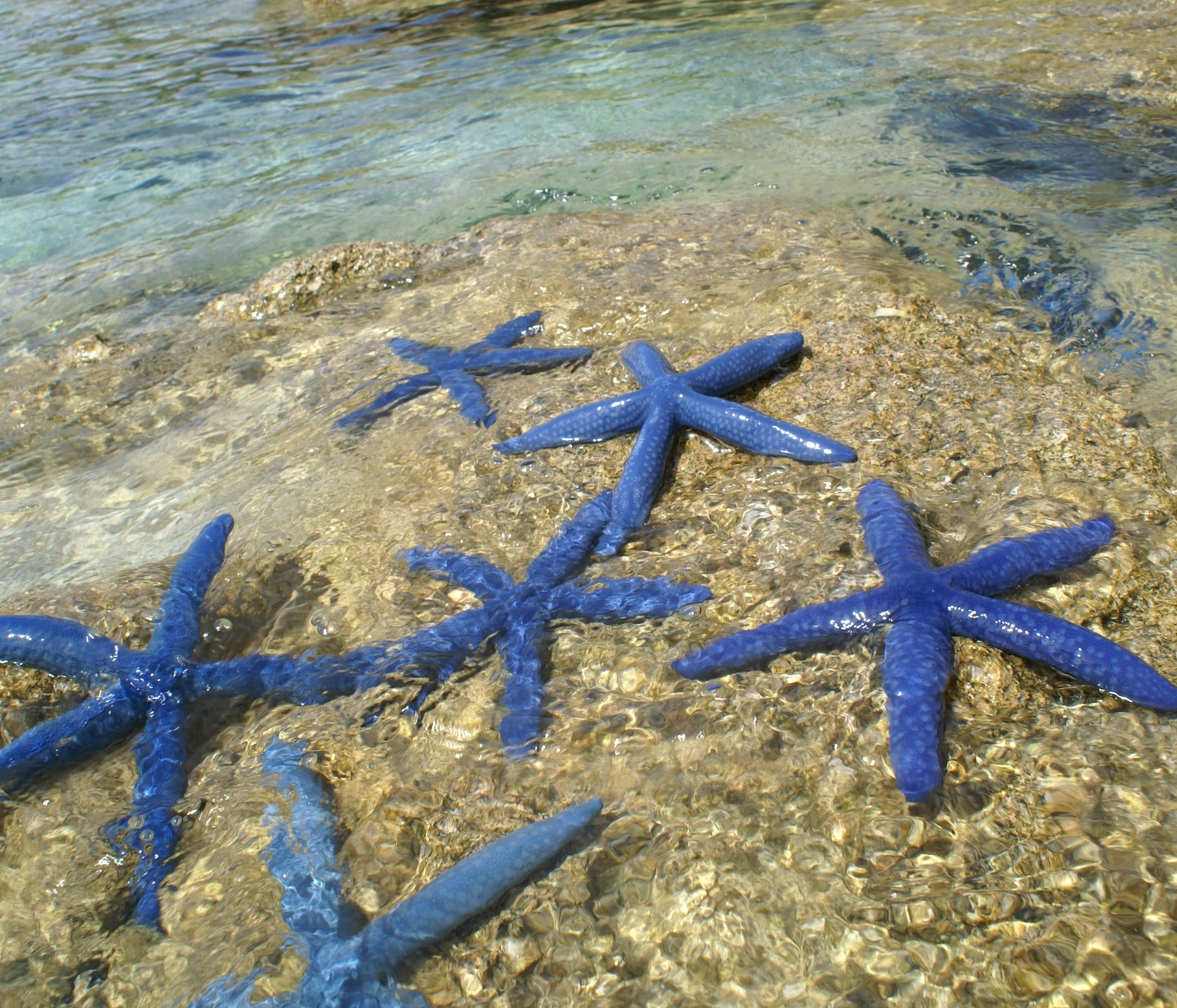 Várias estrelas do mar azuis estão nas pedras na água (praia, azul, peixe, estrela, verão)