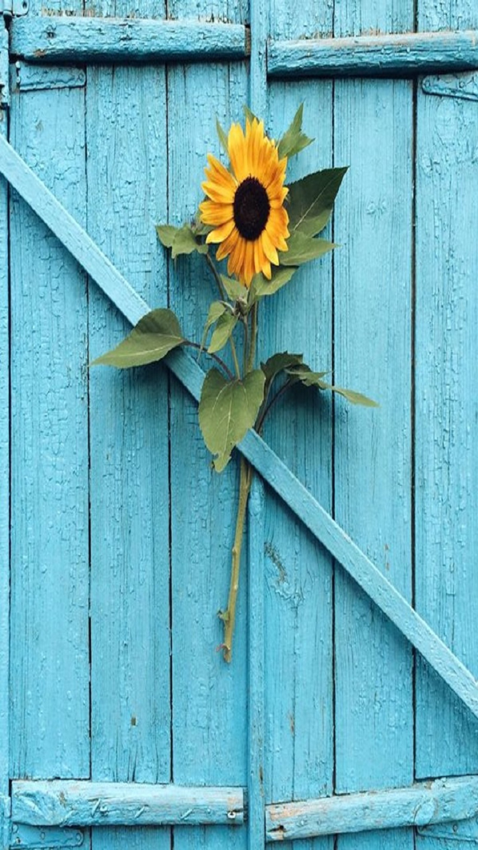 Hay un girasol que está creciendo de una puerta azul (girasol, naturaleza)