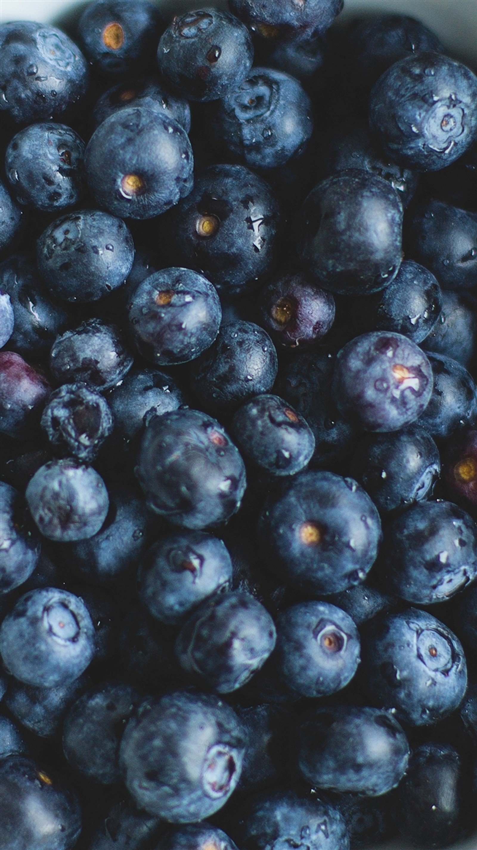 Descargar fondo de pantalla baya, azul, fruta, saludable