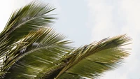 Frondas de palmera exuberantes contra un cielo brillante, que encarnan la belleza tropical y la serenidad natural.