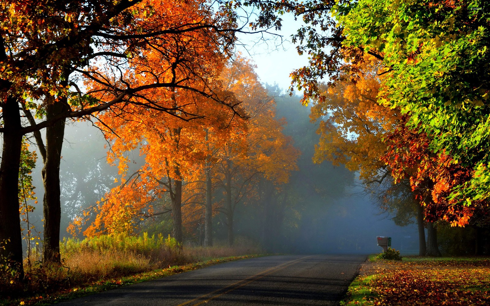 autumn, tree, nature, leaf, morning wallpaper