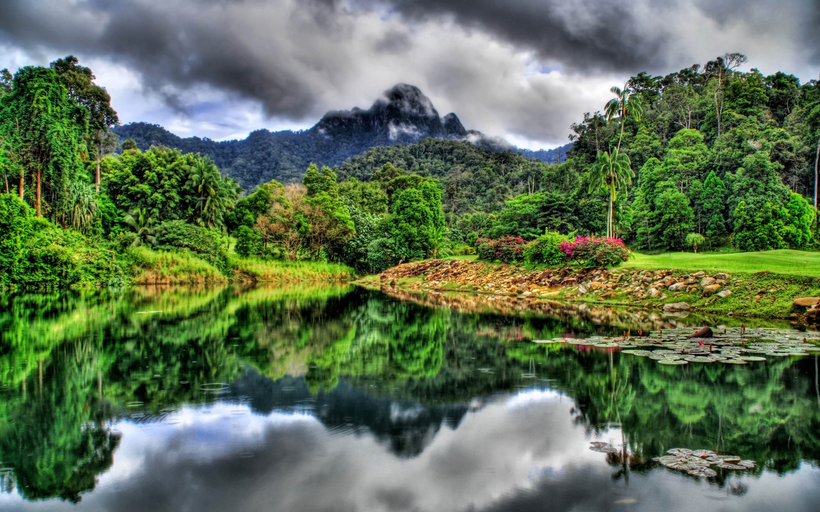 As árvores e a grama se refletem na água de um lago. (selva, natureza, reflexo, vegetação, água)