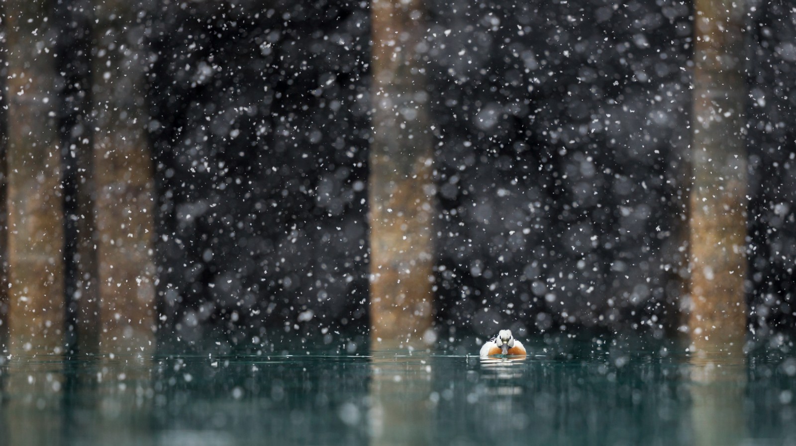 Un pato nadando en un estanque en la nieve (pato, agua, lluvia, gota, llovizna)