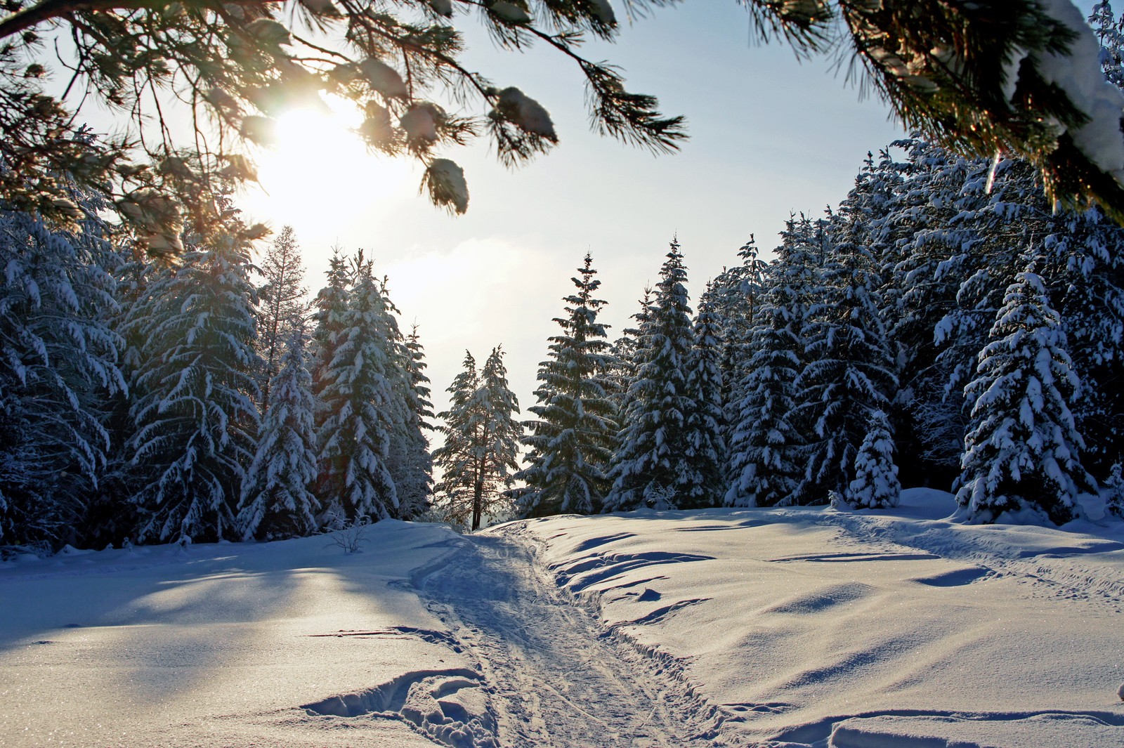 Arafed view of a snow covered forest with a trail in the snow (winter, snow, tree, nature, freezing)