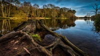 Tranquil Wetland Reflection at Dusk