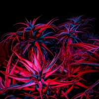 Vibrant Aloe Vera Succulents Illuminated at Night