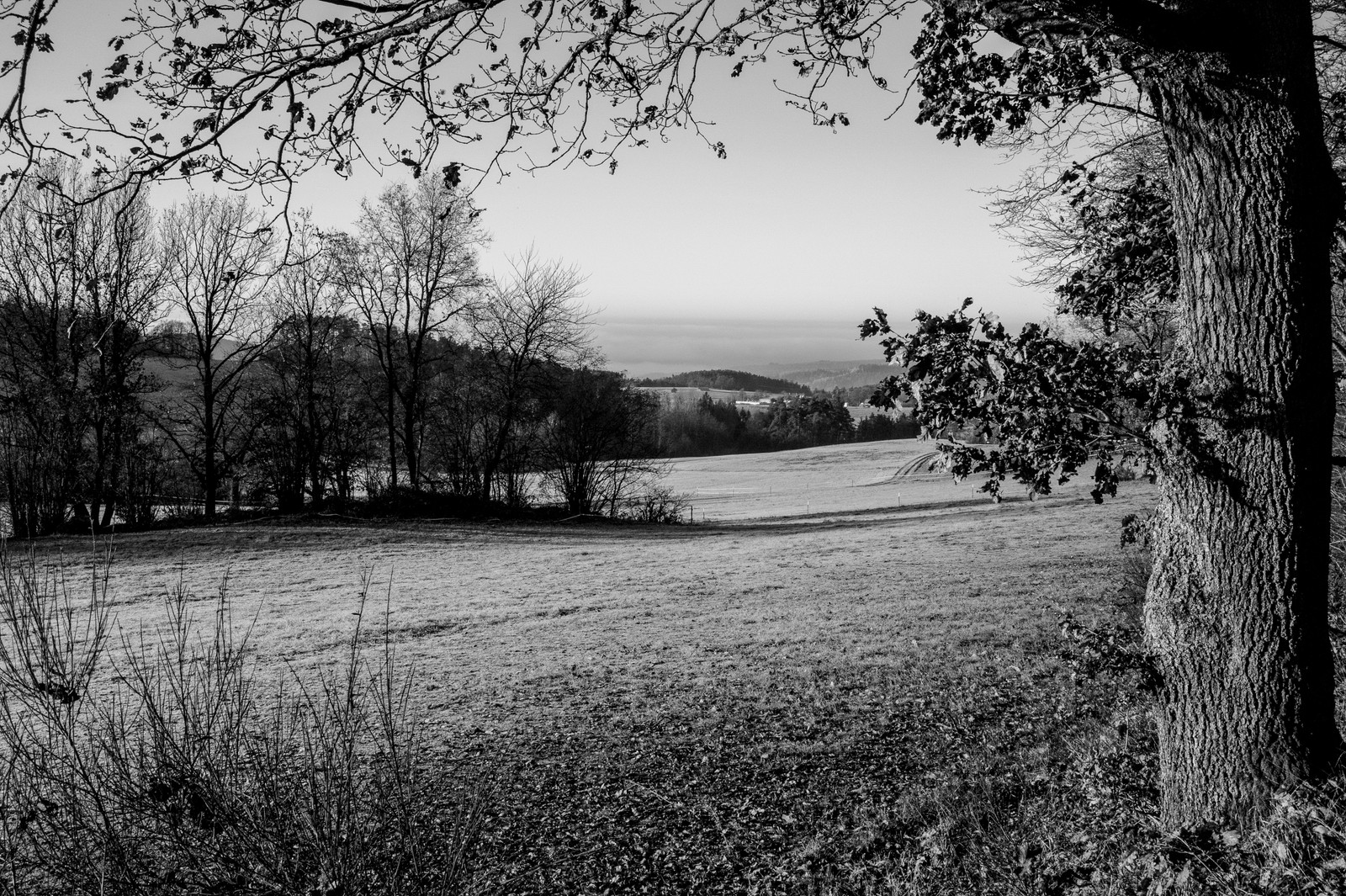 A black and white photo of a field with trees and a hill in the distance (grass, monochrome, tree, nature, natural landscape)