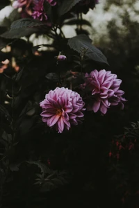 Las vibrantes dalias rosas y moradas florecen contra un fondo oscuro, mostrando la belleza de la primavera en una composición de naturaleza muerta.