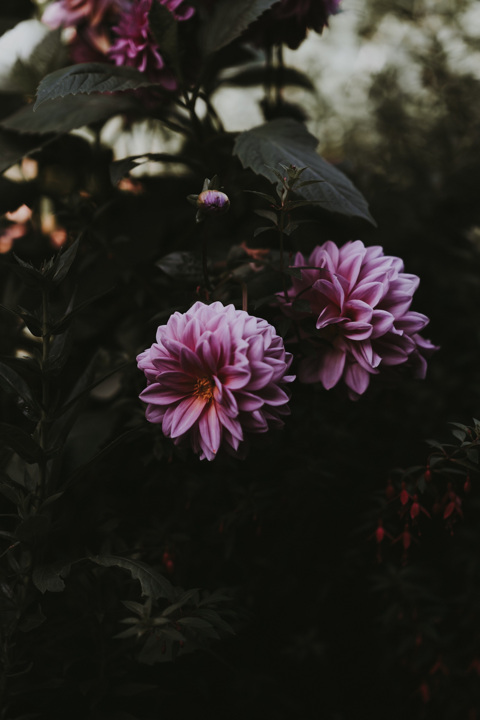 Lila blumen in einem garten mit dunklen blättern und roten beeren (smartphone, blume, blütenblatt, rosa, pflanze)