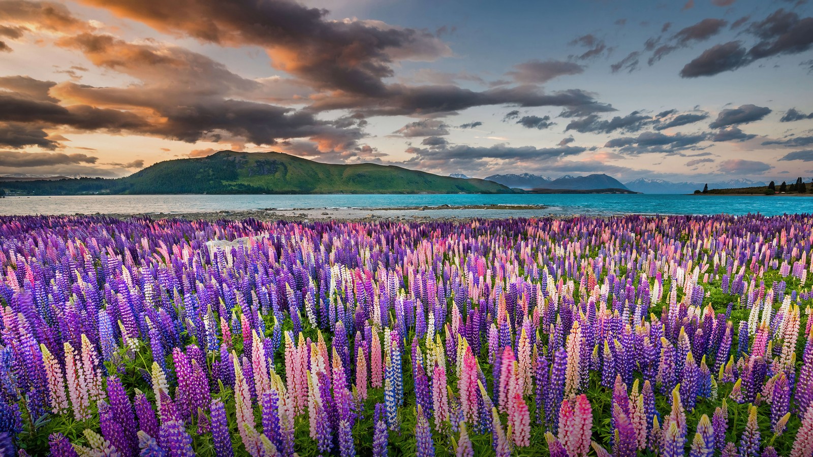 Um campo de flores roxas diante de um lago e montanhas (lavanda, flor, campo, nova zelândia, new zealand)