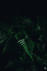 Illuminated Ferns in Shadowed Vegetation