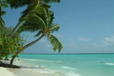 Paraíso tropical: playa serena con palmeras meciéndose y aguas turquesas cristalinas.