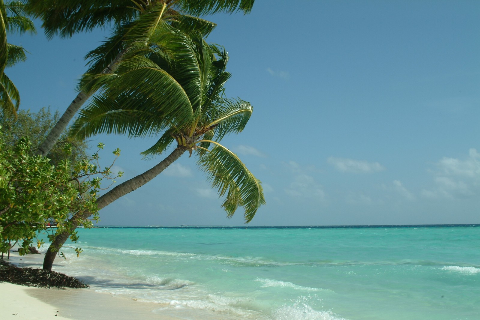 Il y a deux palmiers sur la plage près de l'eau (maldives, tropiques, plage, palmier, caribéen)