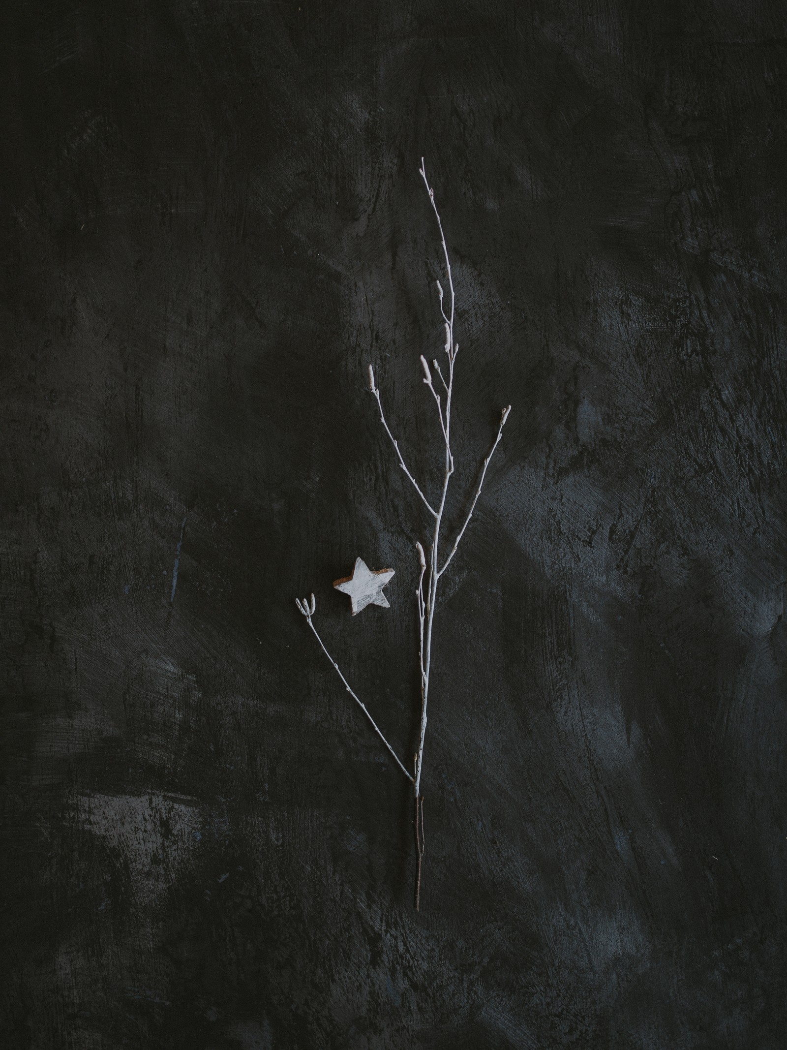 There is a small white bird sitting on a branch of a tree (darkness, black and white, black, leaf, branch)