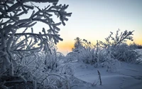 winter, schnee, natur, frost, baum