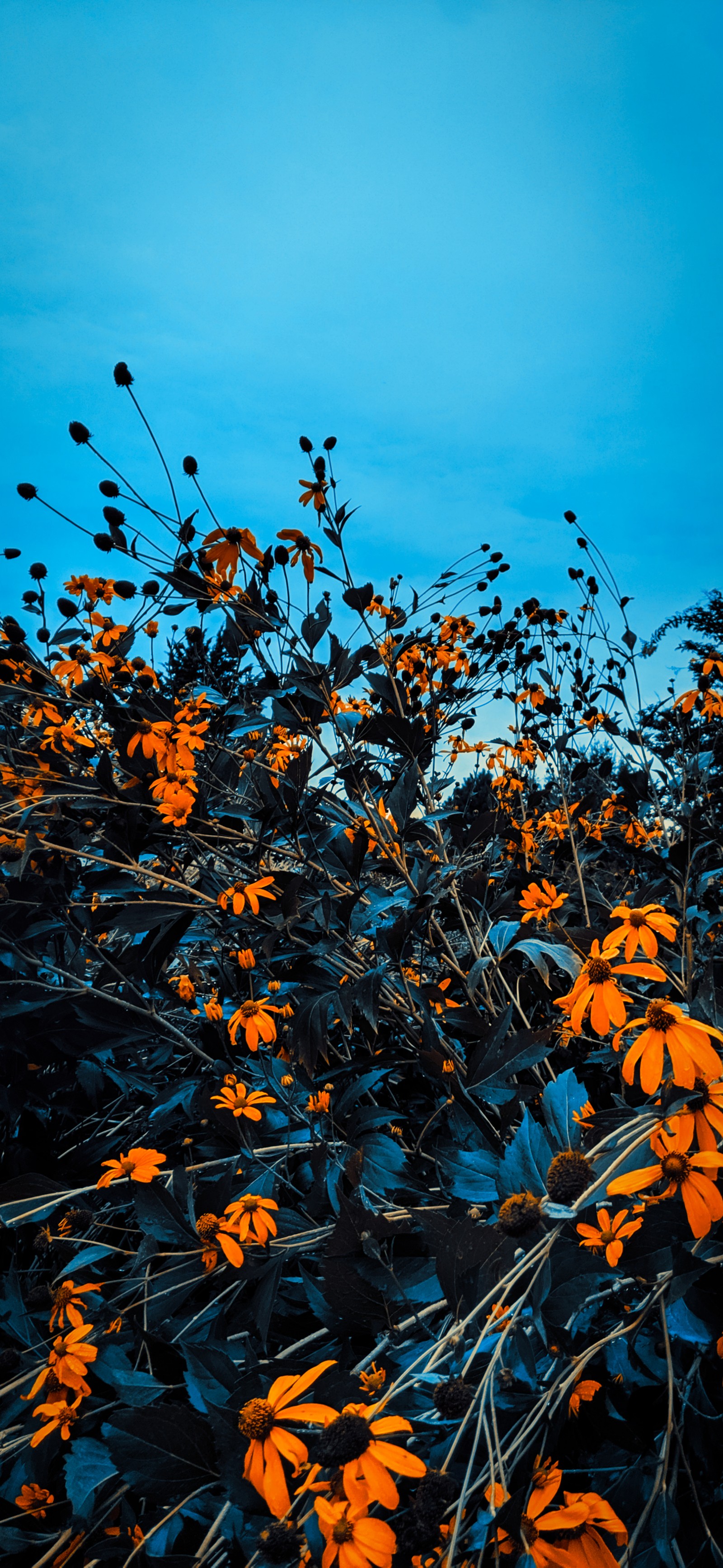 Hay muchas flores amarillas creciendo en el suelo del campo (otoño, ramo, ramita, naranja, tallo de planta)