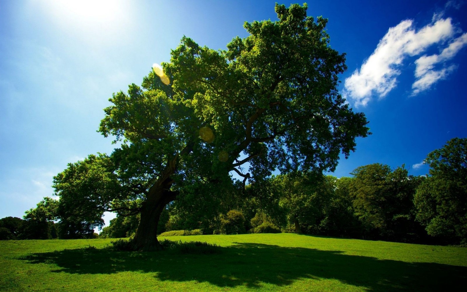 A large tree in a grassy field with a bright sun in the background (tree, nature, cloud, woody plant, sunlight)