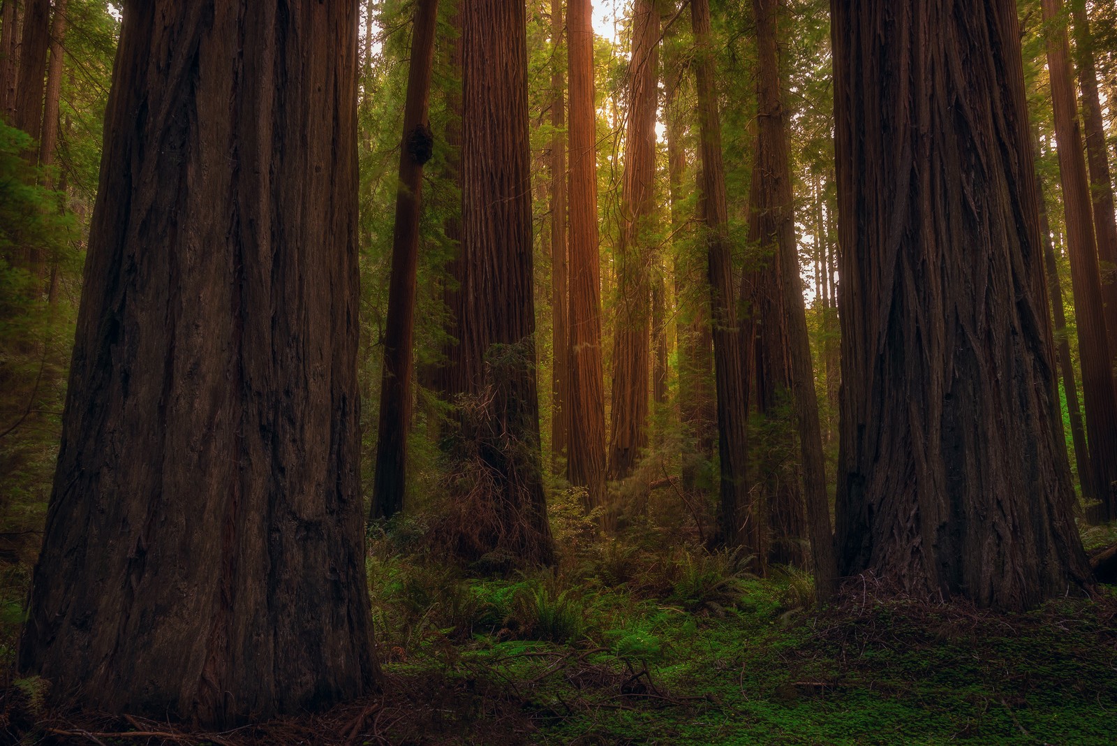 A view of a forest with tall trees and a sun shining through the trees (coast redwood, tree, forest, woodland, nature)