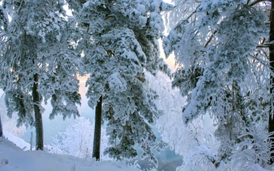 nieve, invierno, escarcha, árbol, congelación