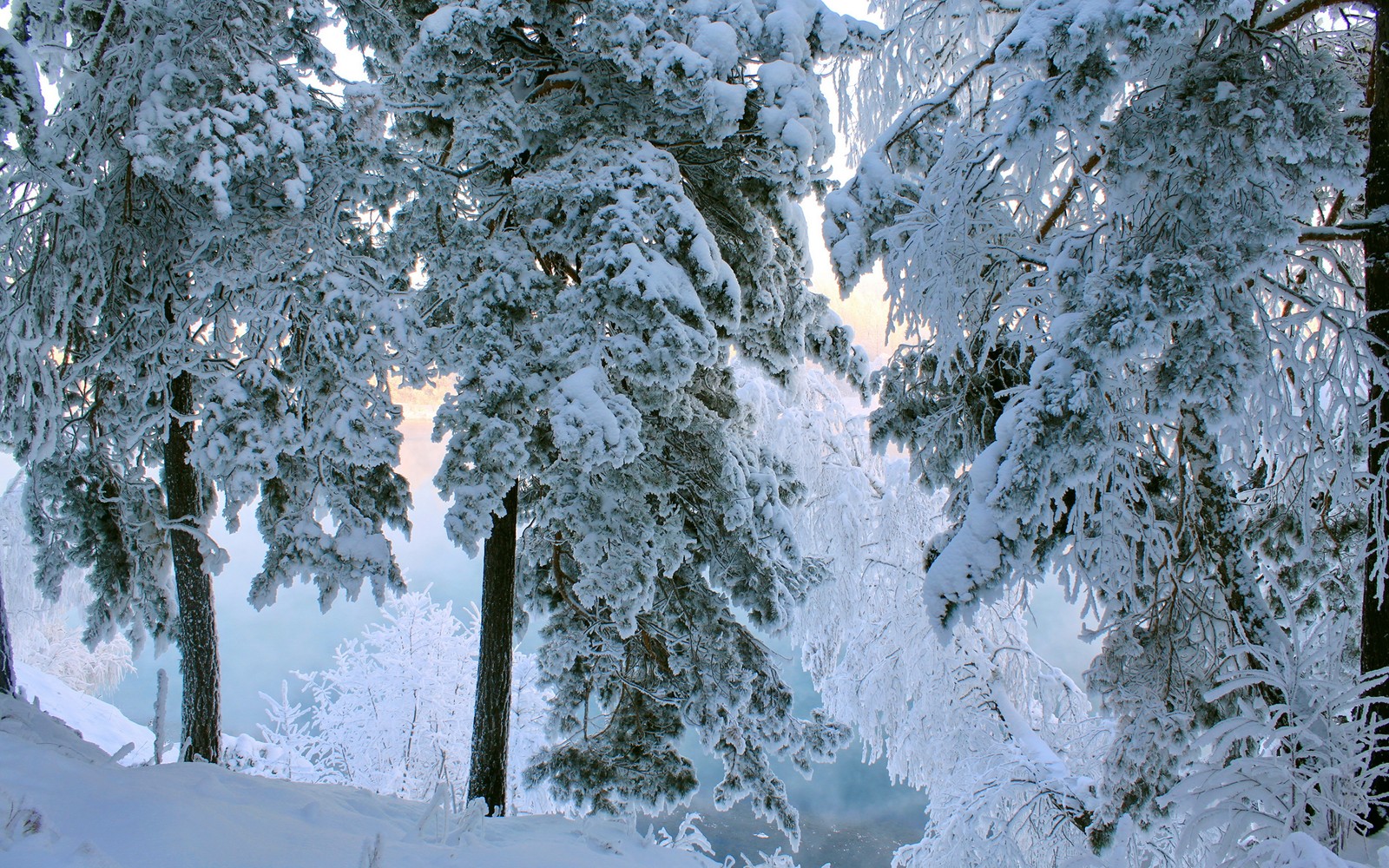 There is a person on skis that is going down a hill (snow, winter, frost, tree, freezing)