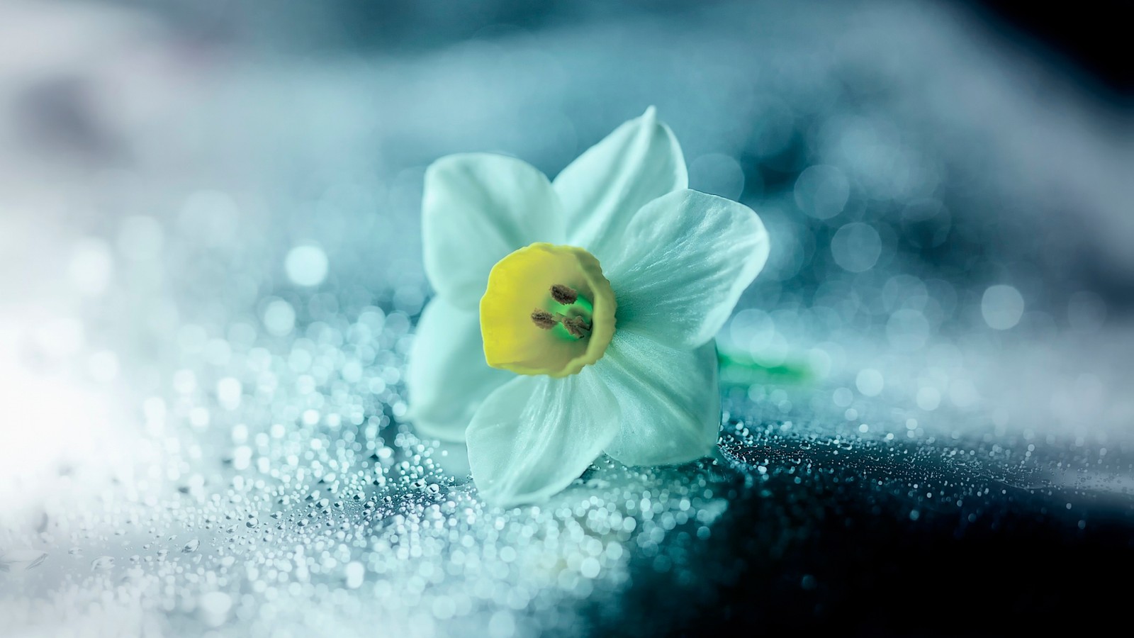 Il y a une seule fleur qui est posée sur une table (fleur, pétale, plante, printemps, fleur sauvage)