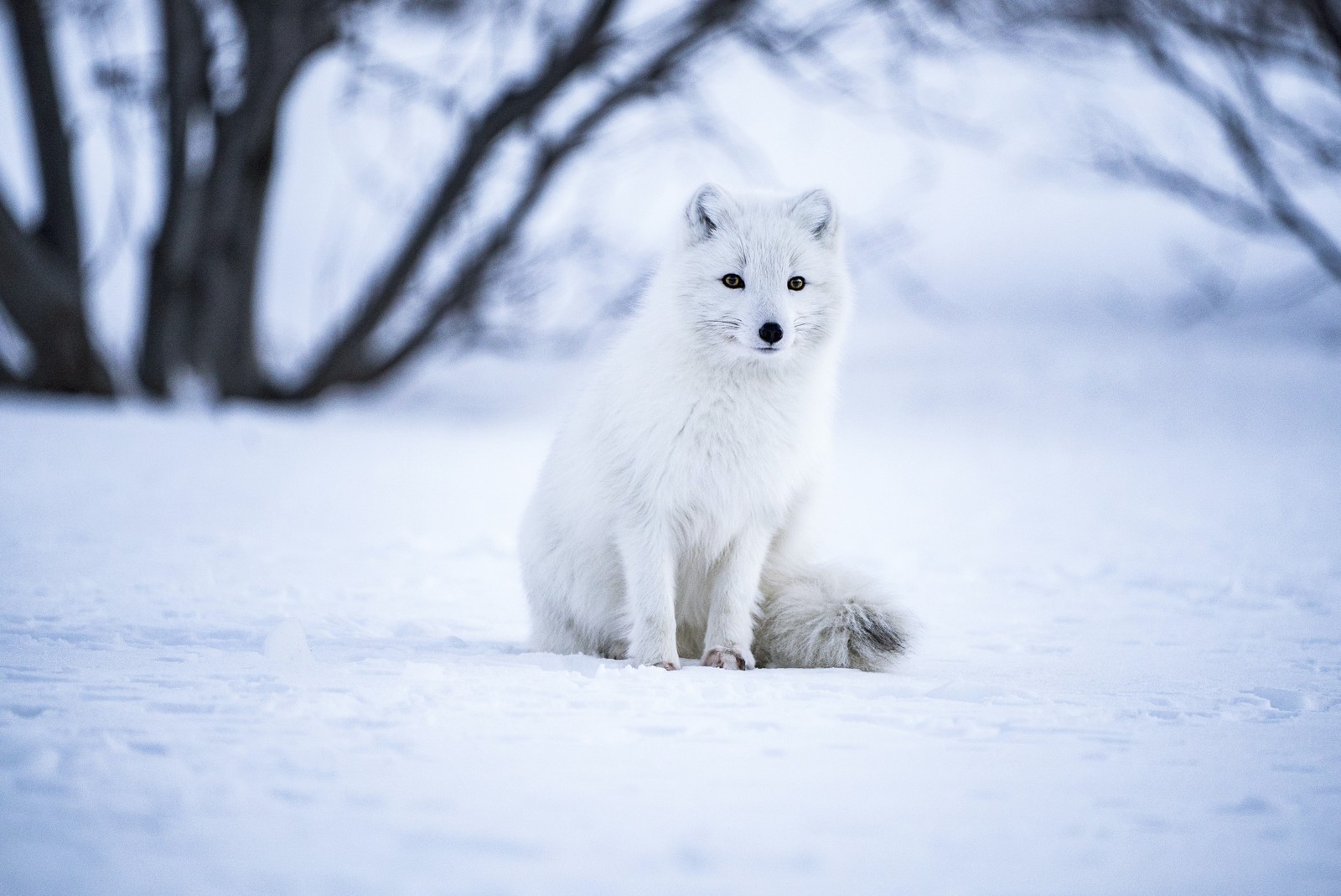 Un renard blanc assis dans la neige avec des arbres en arrière-plan (renard arctique, loup blanc, islande, champ de neige, mise au point sélective)