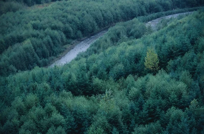 vert, végétation, arbre, forêt, forêt tempérée de conifères