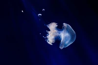 jellyfish, blue background, sea life, aquarium, dark background wallpaper