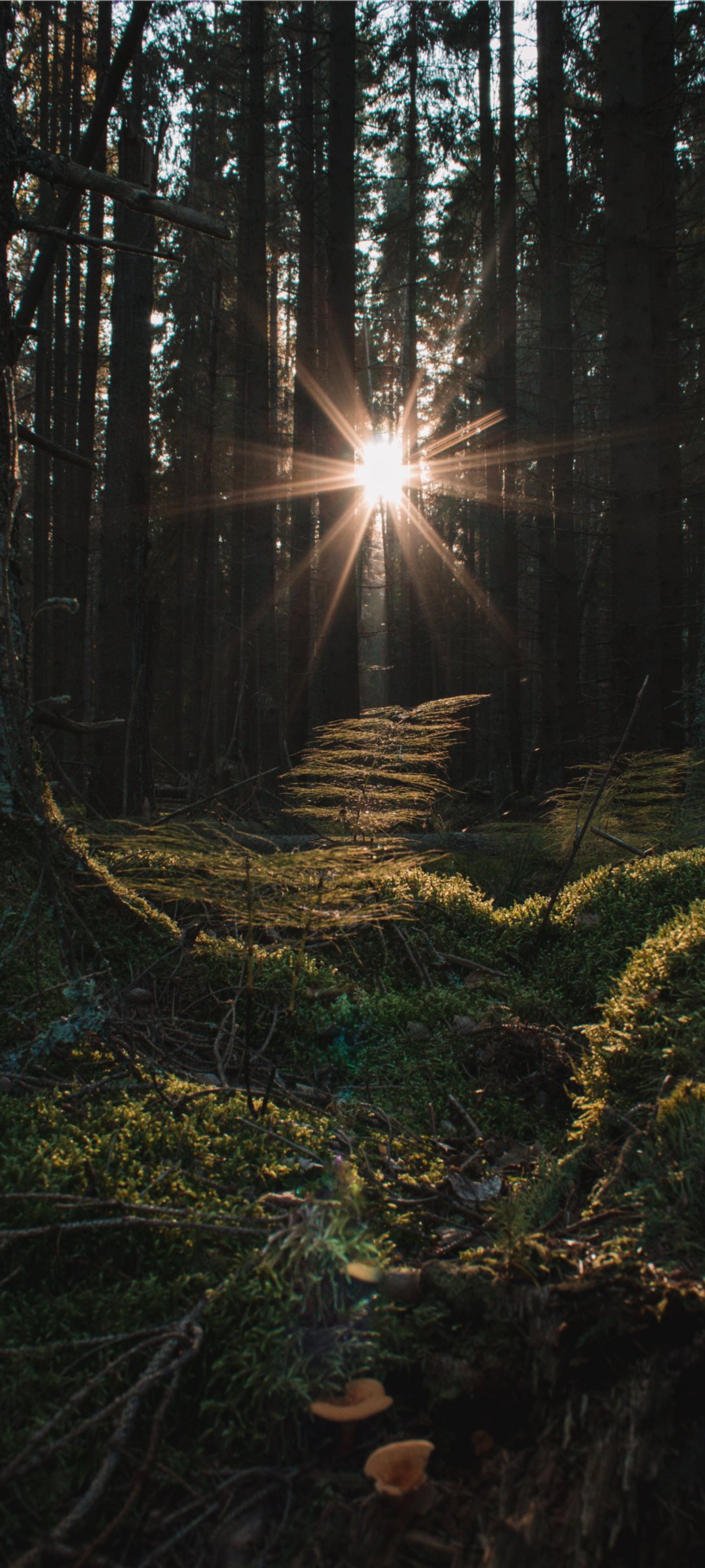 A close up of a forest with a sun shining through the trees (forest, tree, ios, atmosphere, natural landscape)