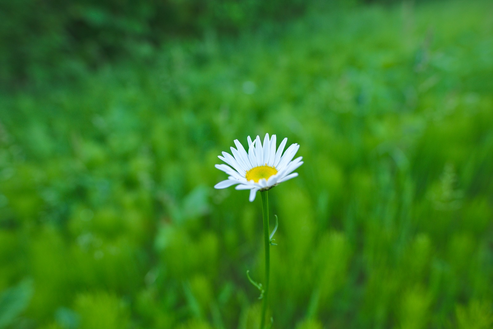 Gros plan d'une seule fleur blanche dans un champ d'herbe verte (fleur, plante à fleurs, vert, marguerite, plante)