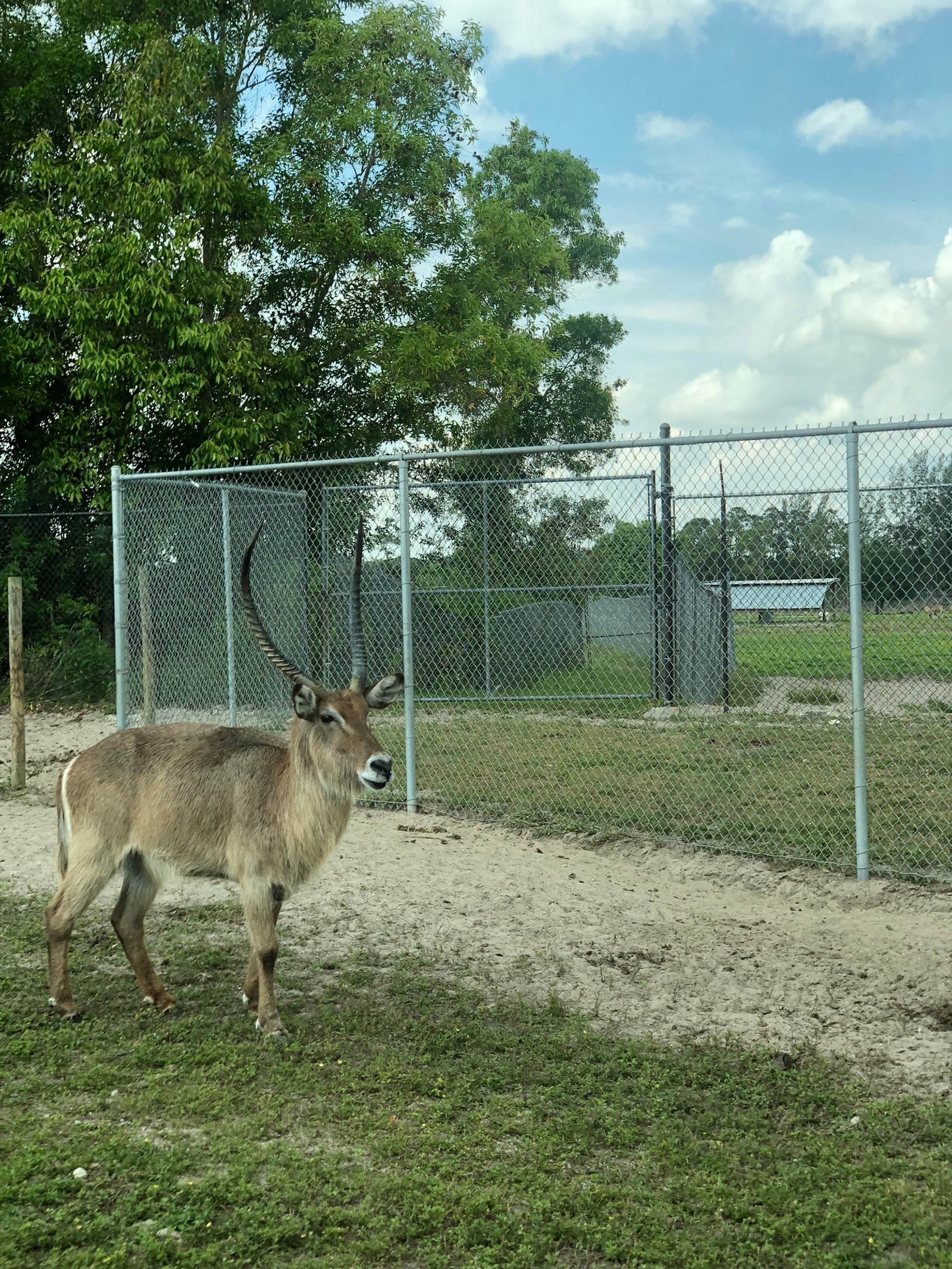 There is a deer that is standing in the dirt (wildlife, white tailed deer, antelope, deer, wire fencing)