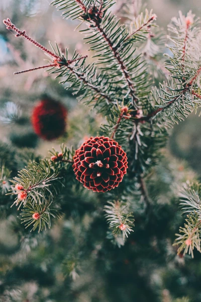 pino, abeto, árbol, pícea balsámica, planta