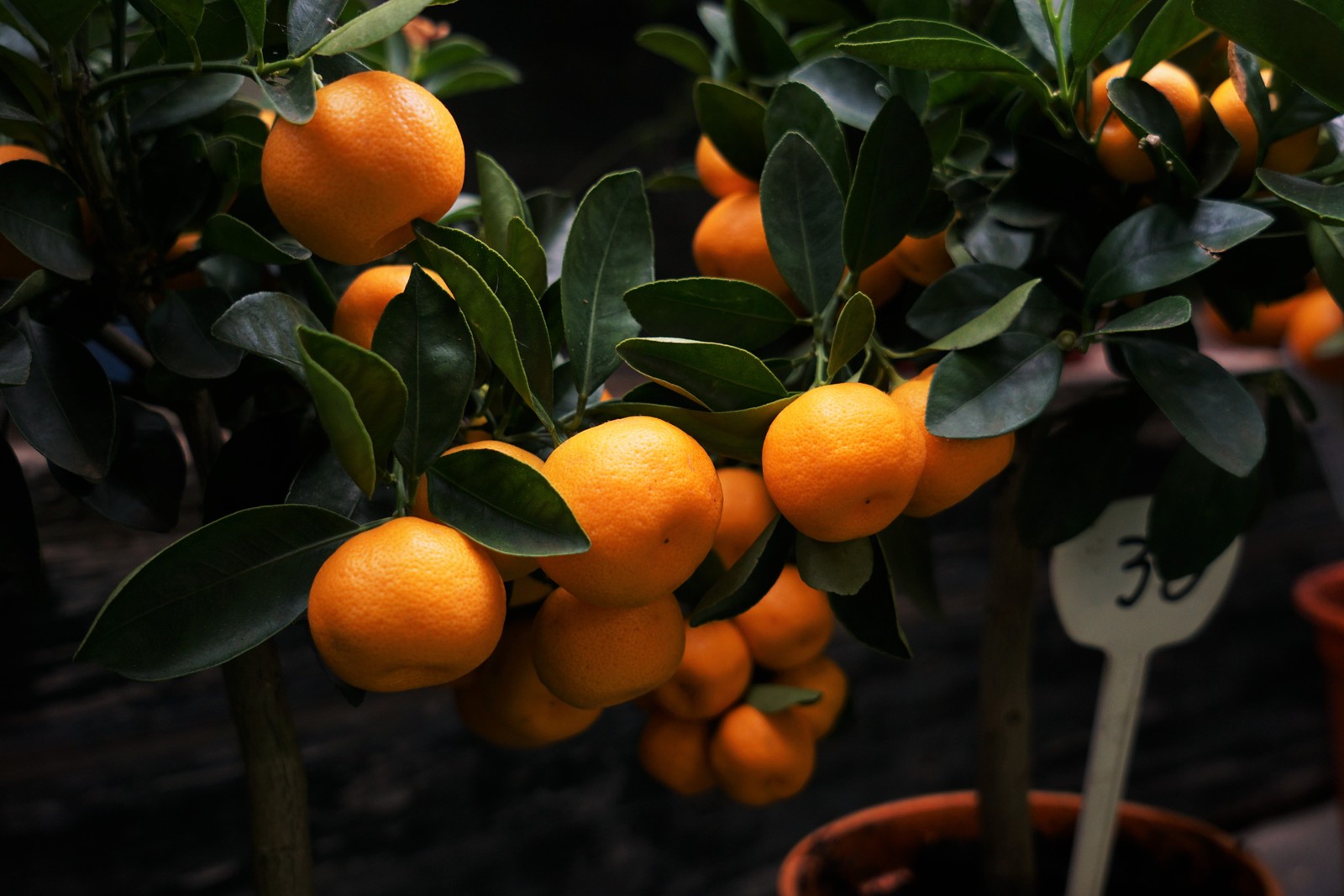 Il y a beaucoup d'oranges qui poussent sur l'arbre dans le jardin (orange, arbre fruitier, citrus, mandarine, fruit)