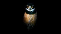 owl, night, wildlife, black background, 5k wallpaper