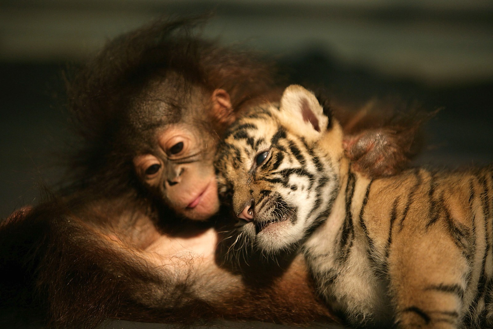 Il y a un bébé tigre et un bébé orang-outan qui se câlinent (felidae, tigre du bengale, chien, le lion, grand félin)