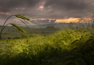 Champs d'orge dorés au coucher du soleil : Une soirée sereine dans la nature