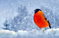 eurasian bullfinch, snow, bird, winter, beak