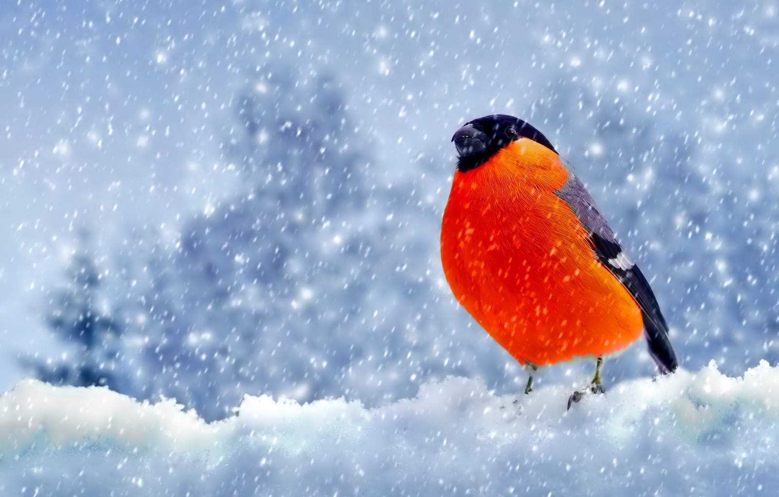 Ein vogel sitzt auf einem schneebedeckten hügel (eurasischer kernbeißer, schnee, vogel, winter, schnabel)