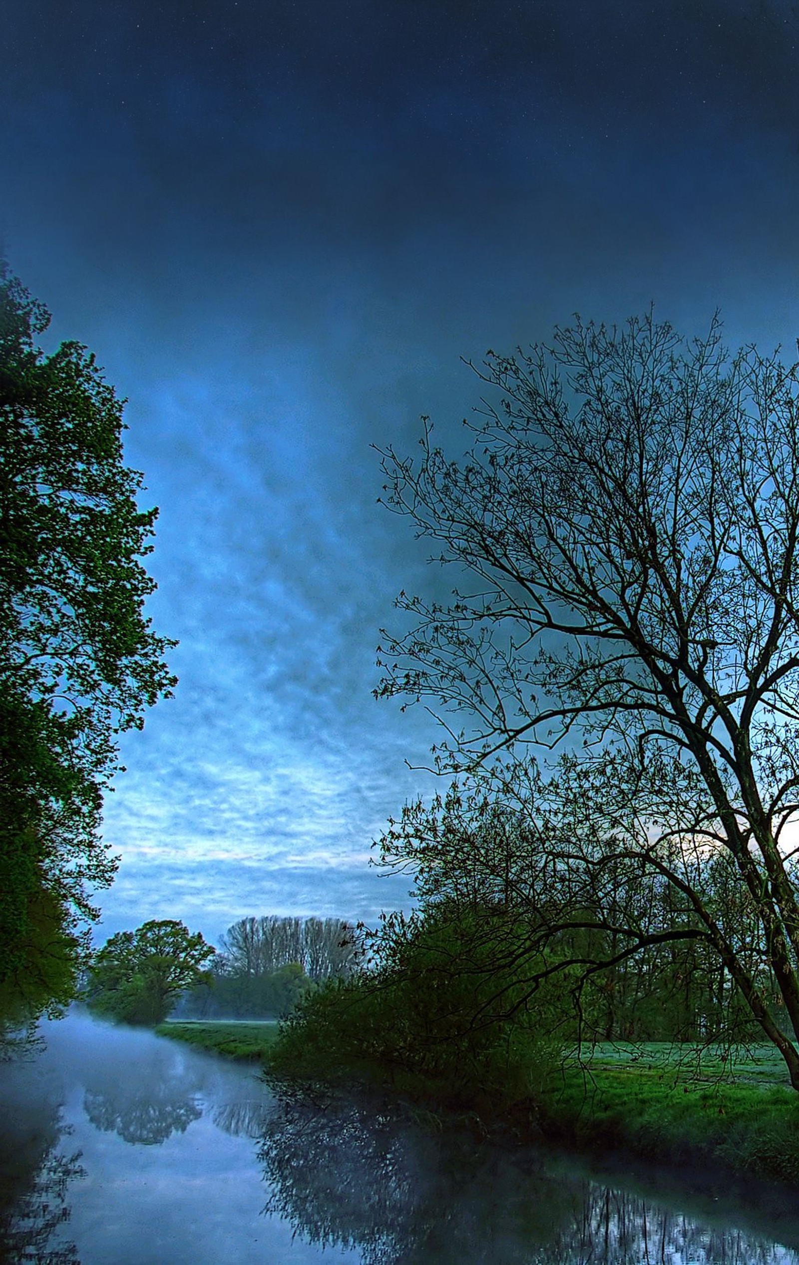 Un arbre qui se tient dans l'eau (portrait, paysage naturel, nature, eau, arbre)