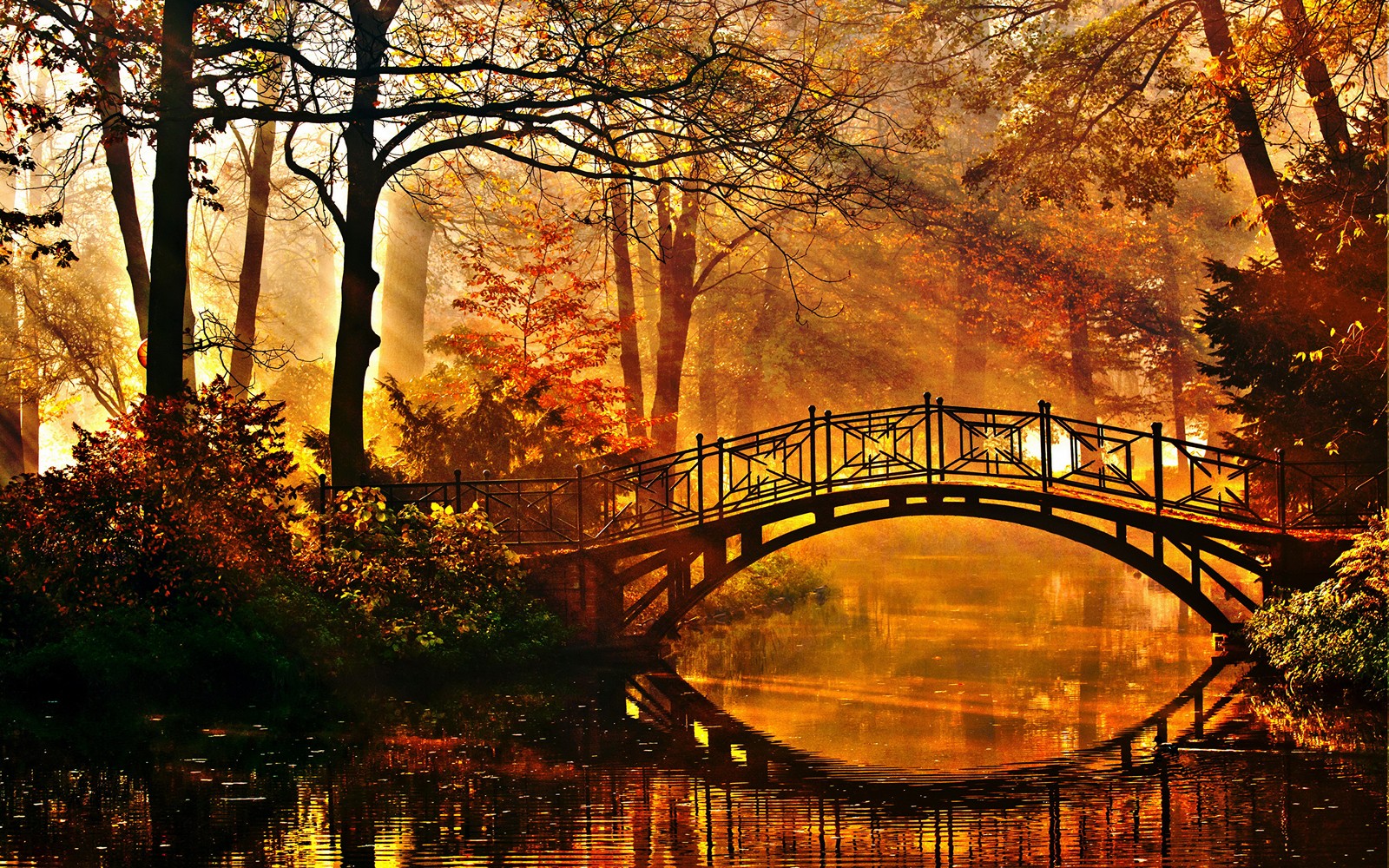 A view of a bridge over a river in a park (autumn, nature, tree, reflection, leaf)